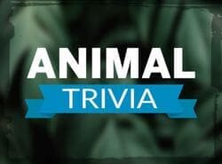Trivia Animal