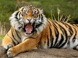 Animales Rompecabezas Tigre