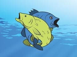 Colorante De Pescado Amigable