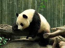 Rompecabezas De Pandas
