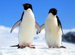 Rompecabezas De Pingüinos